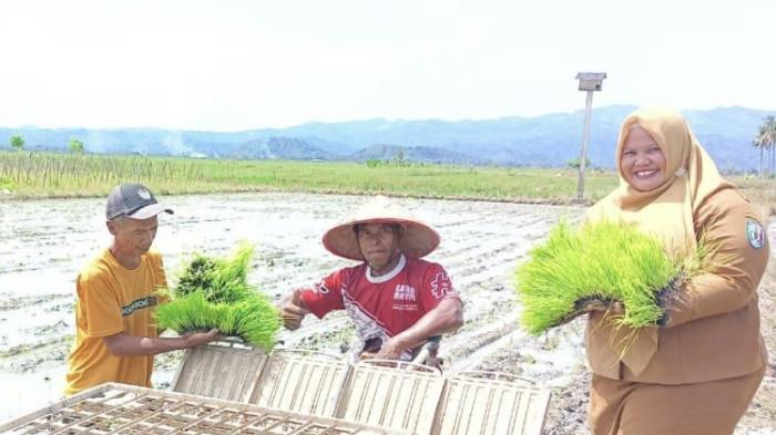 Petani-menanam-padi-di-Pringsewu